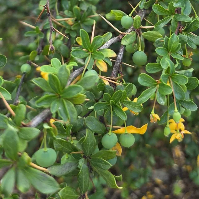 Calafate (Berberis microphylla), octubre de 2026