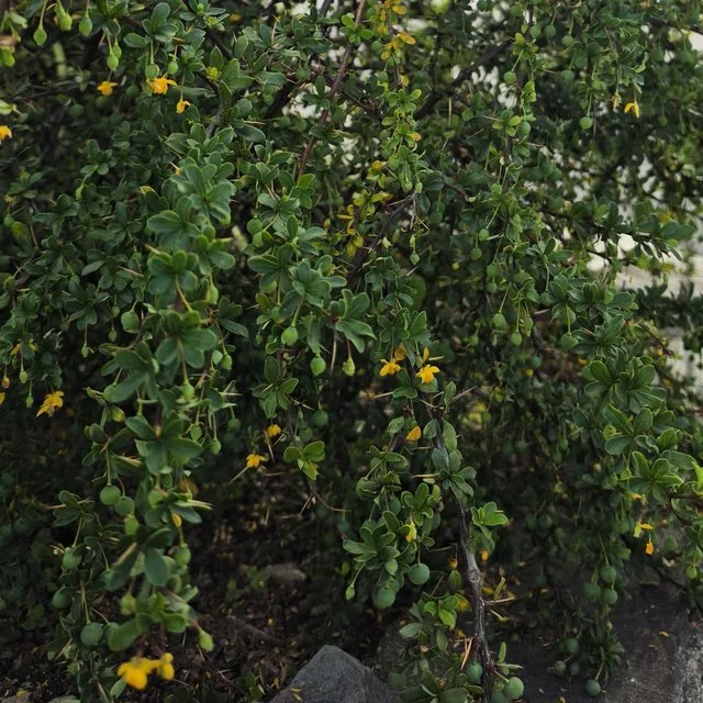Calafate (Berberis microphylla), octubre de 2026