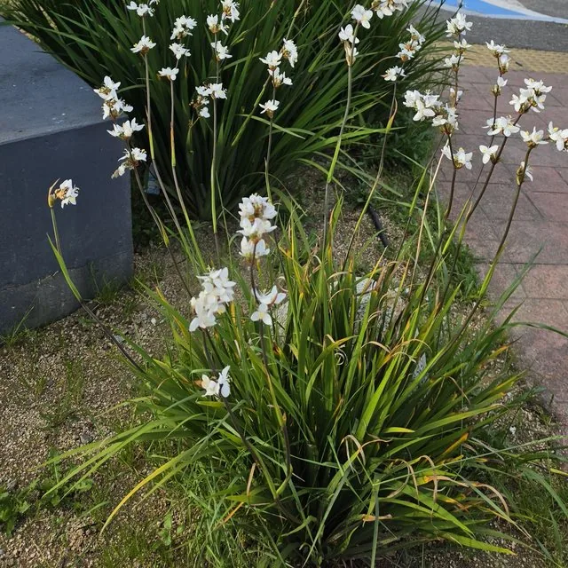 Calle calle (Libertia chilensis), octubre de 2026