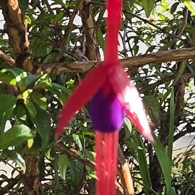 Chilco (Fuchsia magellanica), octubre de 2026