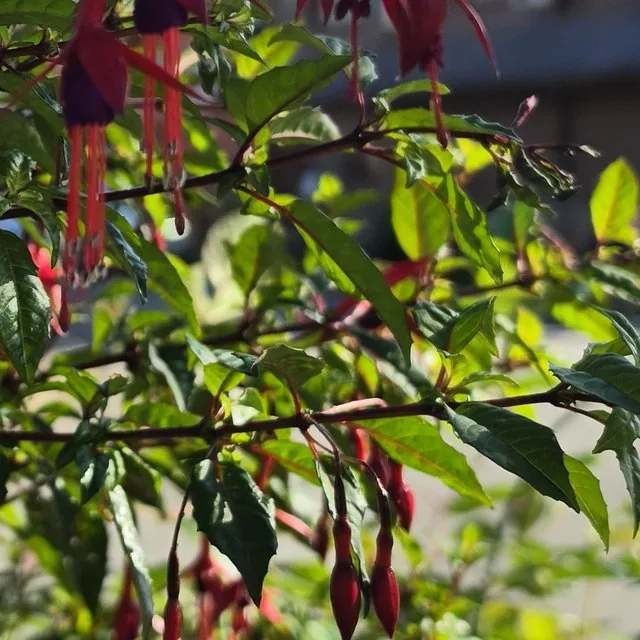 Chilco (Fuchsia magellanica), octubre de 2026