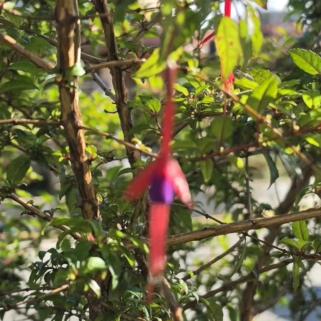 Chilco (Fuchsia magellanica), octubre de 2026