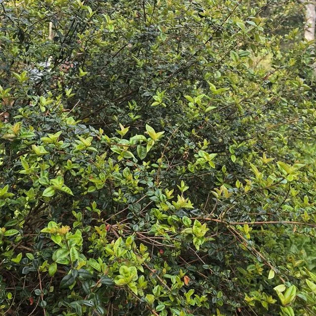 Murta (Ugni molinae), Curiñanco · octubre de 2026