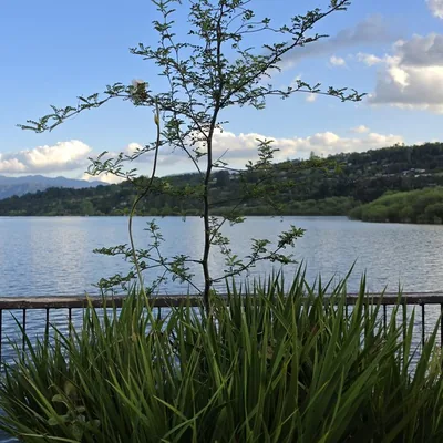 Pelú (Sophora cassioides), Lago Panguipulli · octubre de 2026