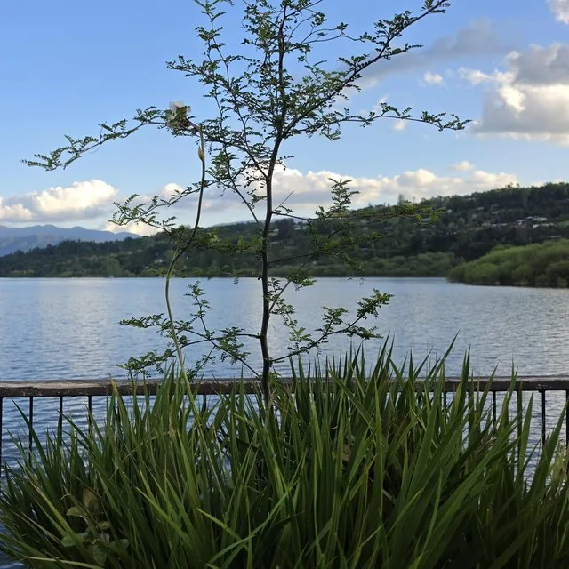 Pelú (Sophora cassioides), Lago Panguipulli · octubre de 2026