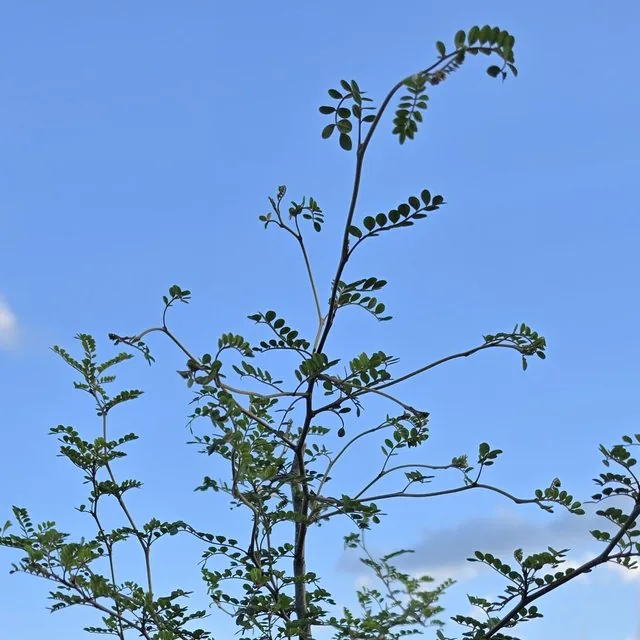 Pelú (Sophora cassioides), Lago Panguipulli · octubre de 2026