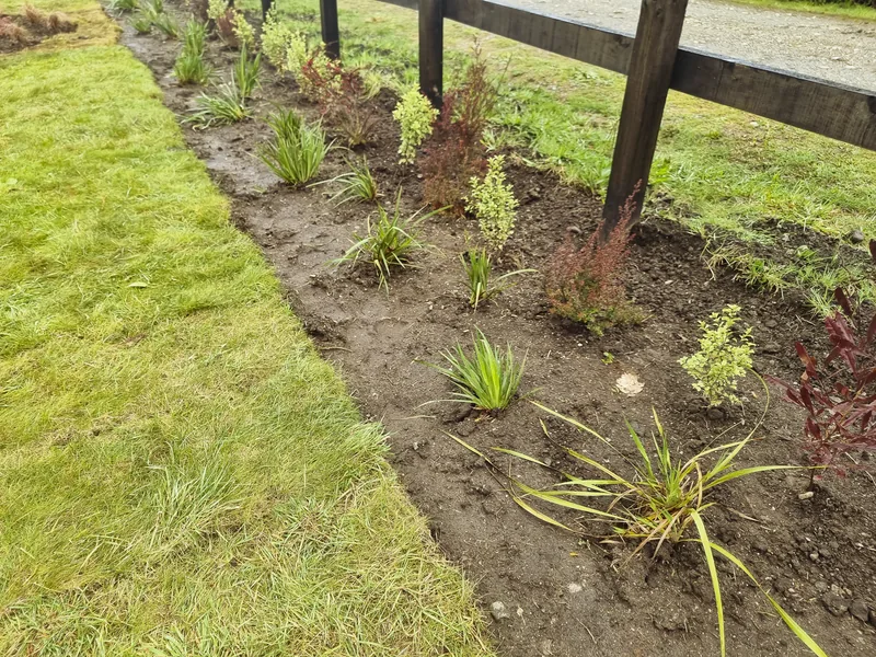 Plantas nativas recién establecidas al borde de un cerco de madera.