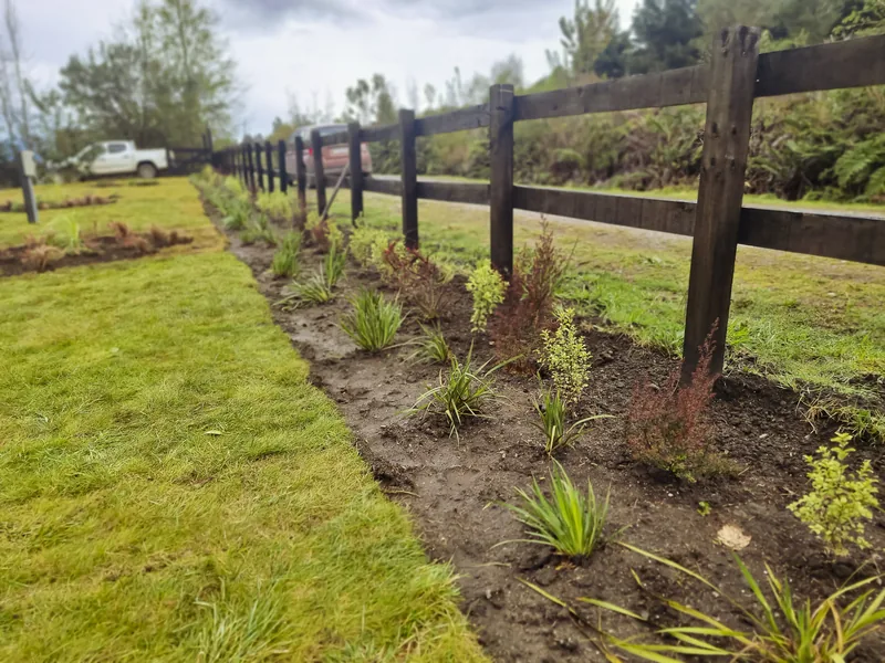 Línea de plantas nativas recién plantadas al pie del cerco de madera, sobre la pradera.