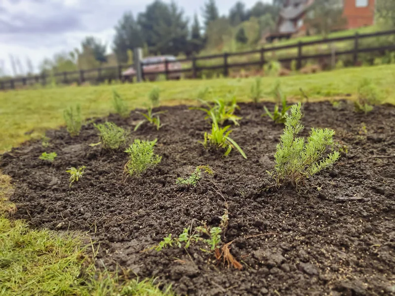 Macizo de plantas jóvenes sobre la pradera, con el cerco detrás.