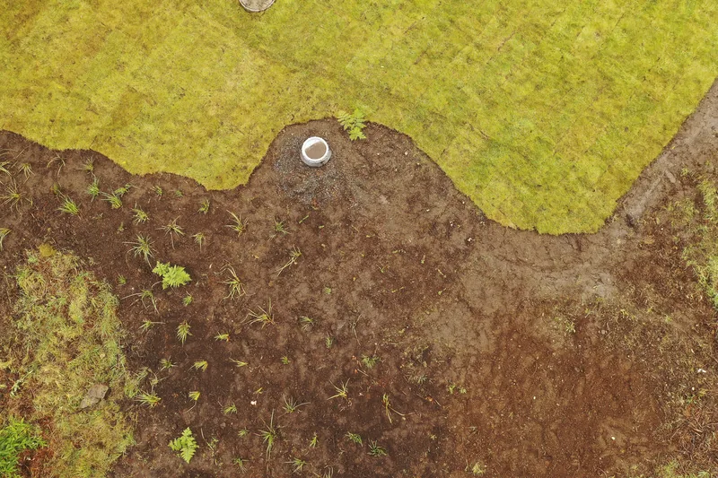 Vista aérea de la pradera recién sembrada con los macizos redondos de plantación marcados en tierra.