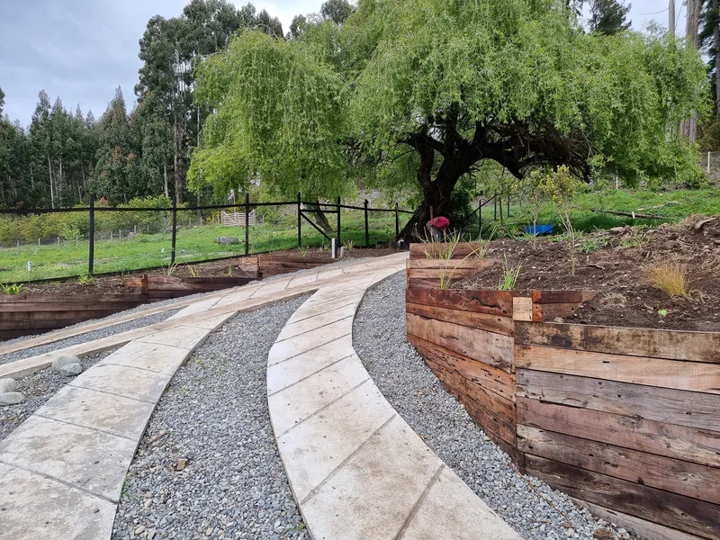 Sendero curvo de gravilla con borde de madera bajo un sauce.