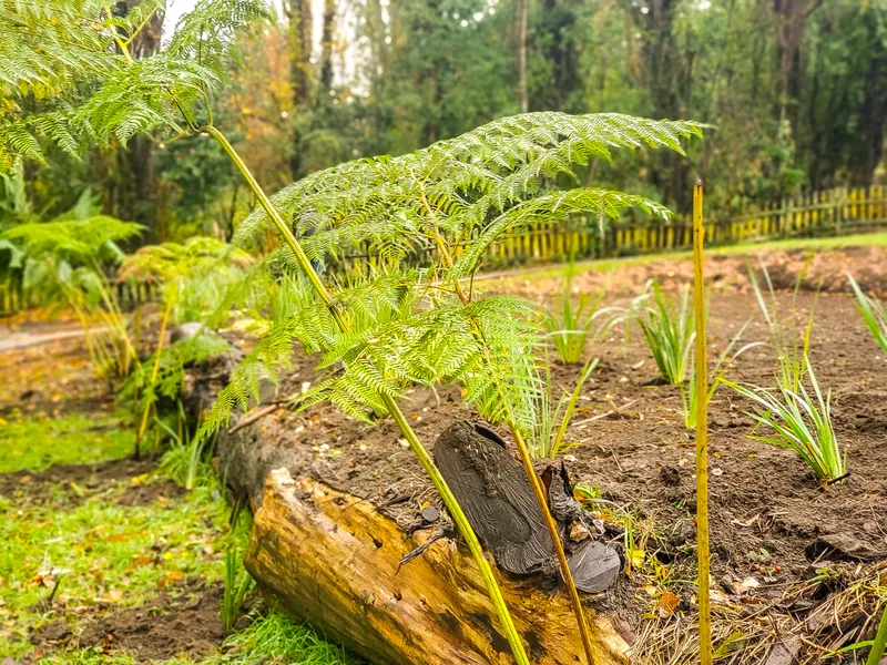 Helechos y plantas de sombra alrededor de un tronco.