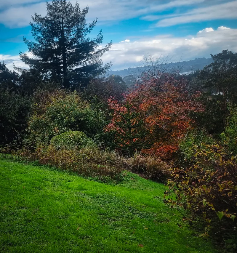 Entre los árboles de otoño se ve el volcán al fondo.