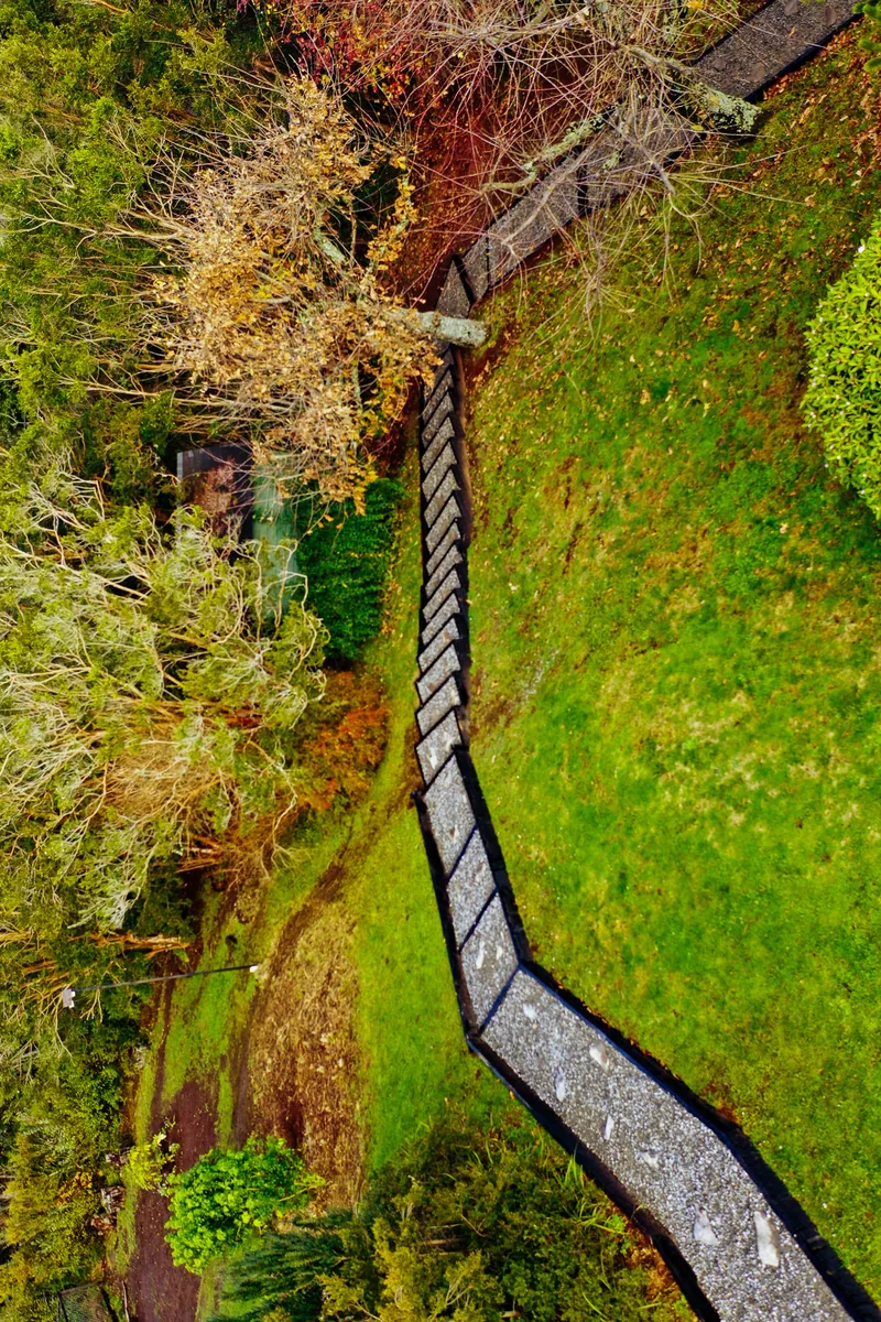 Sendero visto desde el aire atravesando un bosque de árboles altos.