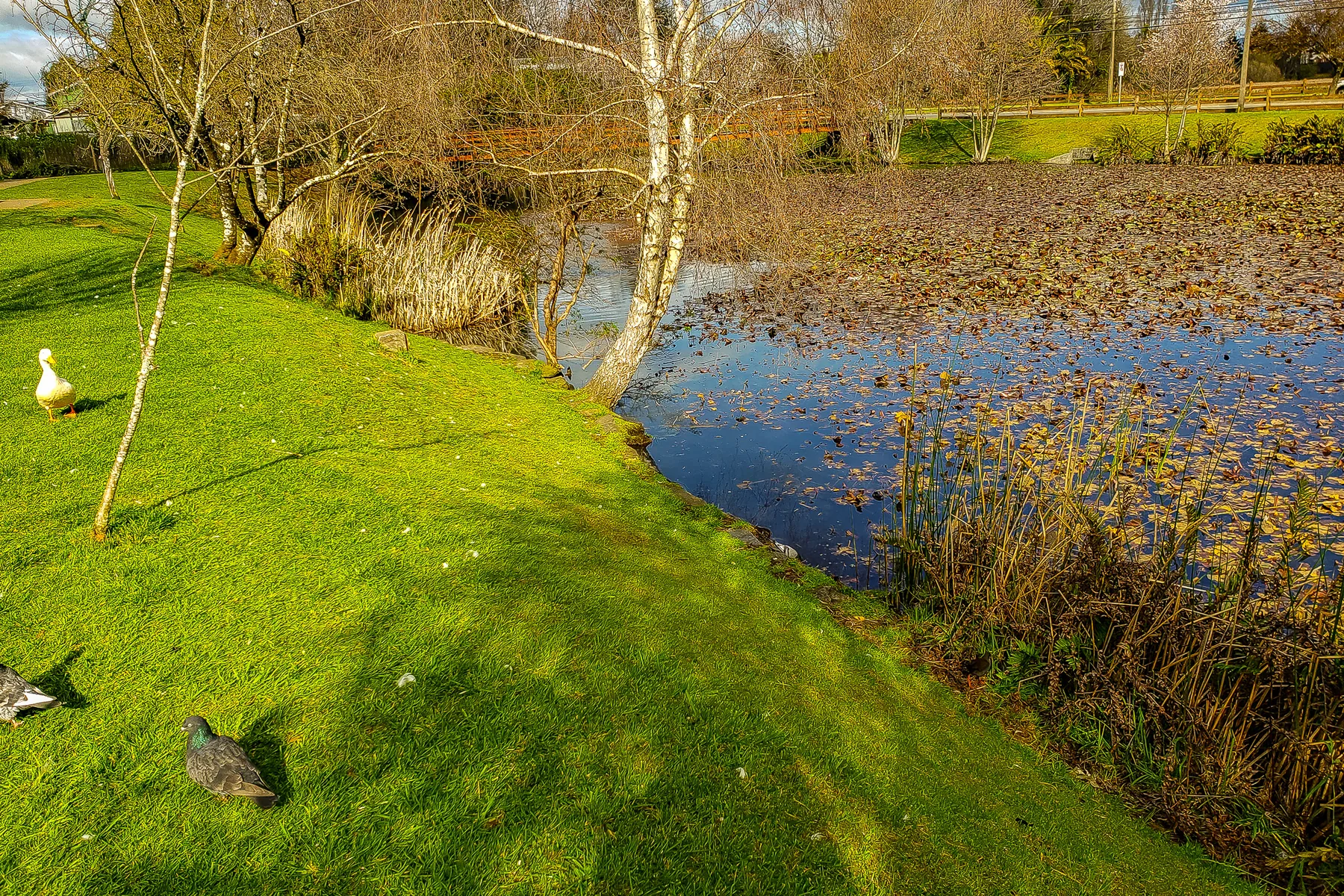 Laguna de los Patos, en Valdivia: humedal urbano con abedules y pradera, un día de sol de invierno.